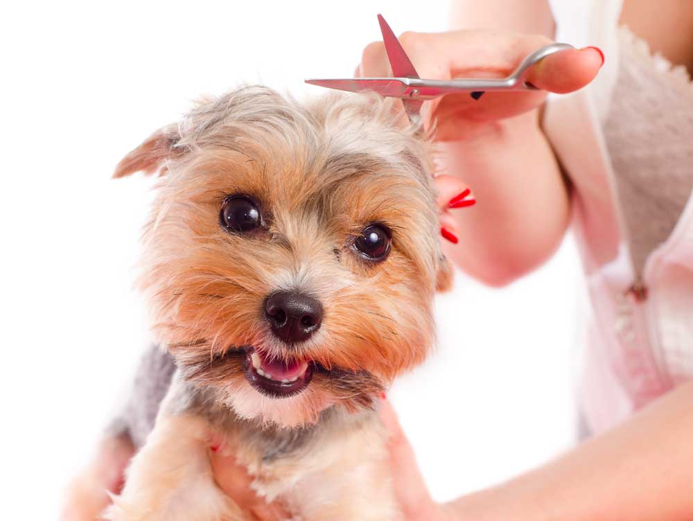 Dog Grooming Glasgow