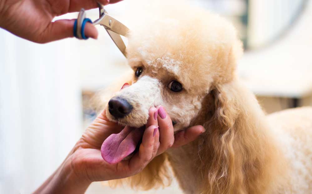 Dog Grooming Glasgow